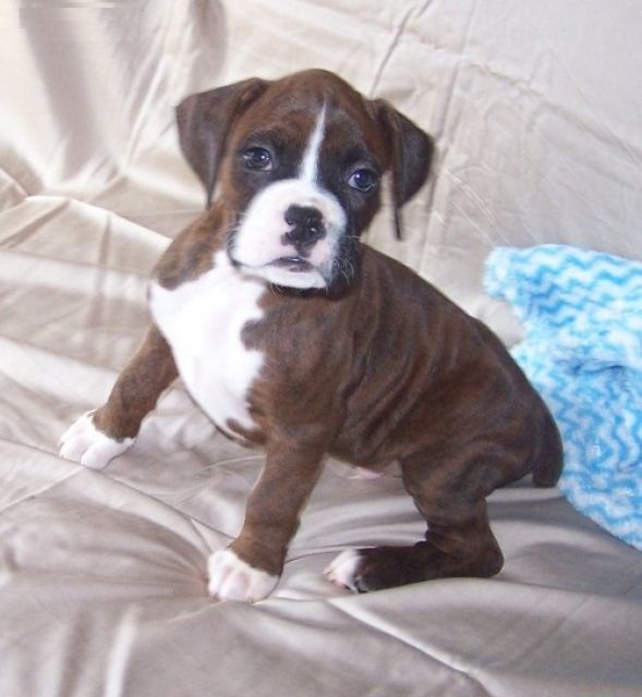 Boxer-Welpen vom Lahneburger Tal suchen ein Liebevolles Zuha - Rassehunde Boxer - Zell am Ziller