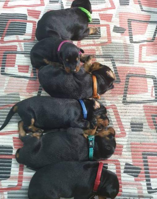 Schöne Dobermann Welpen - Rassehunde Dobermann - Berlin