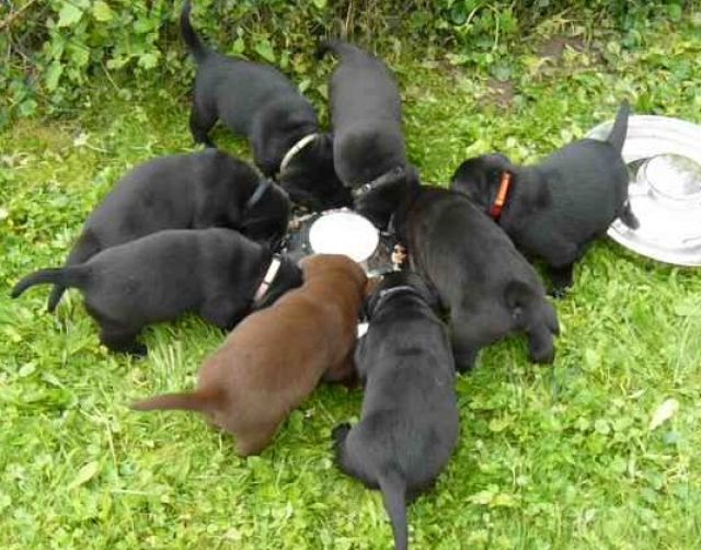 Labrador Welpen - Rassehunde Labrador - Annweiler am Trifels