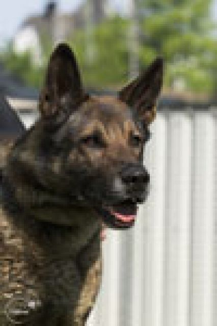 LUPO verschmuster Rüde sucht Platz mit Kuschelfaktor  - Rassehunde Schaeferhund - Mainz