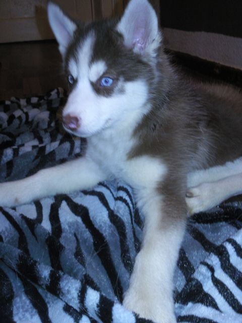 DRINGEND!!! Siberian Husky Welpe (9wochen alt) - Rassehunde Husky - Berlin-Wittenau