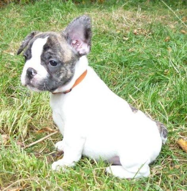 Französische Bulldoggen Hündin Ronja sehr typvoll mit Papieren - Rassehunde Franzoesische Bulldogge - frankfurt