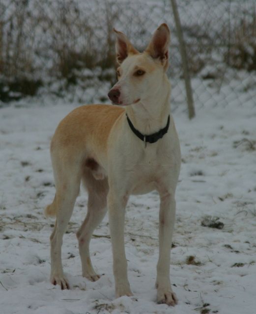 Podenco-Mischling aus Andalusien - Mischlinge - Duisburg