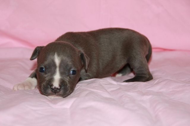 American Staffordshire Terrier - Rassehunde Pit Bull - Sladkovicovo