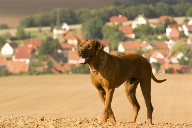 Rhodesian Ridgeback Deckrüde - Rassehunde Rhodesian Ridgeback - Wehnde