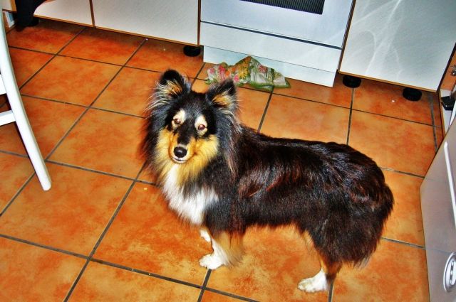 Sheltie nancy sucht rüden - Deckanzeigen - tübingen