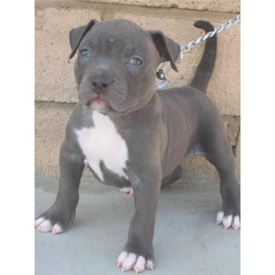 America Pit Bull Terrier Welpe für deine schöne Familie - Rassehunde Pit Bull - Samswegen