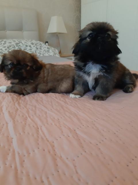 Pekinesen Welpen - Rassehunde Pekinese - Kropp