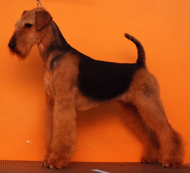 Airedale terrier welpen - Rassehunde Terrier -  timisoara-rumanien