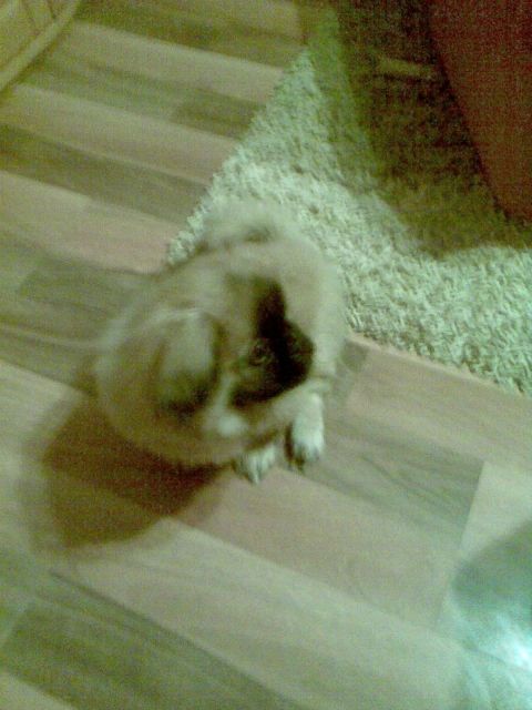 Kleiner 3-Monate alter Pekinesenjunge in liebevolle Hände abzugeben. - Rassehunde Pekinese - Stralsund