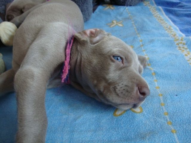 Weimaranerwelpe /Hündin - Rassehunde Weimaraner - Königswinter