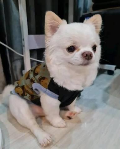 Erstklassiger Chihuahua-Welpe für Ihre Familie - Rassehunde Chihuahua - Frankfurt