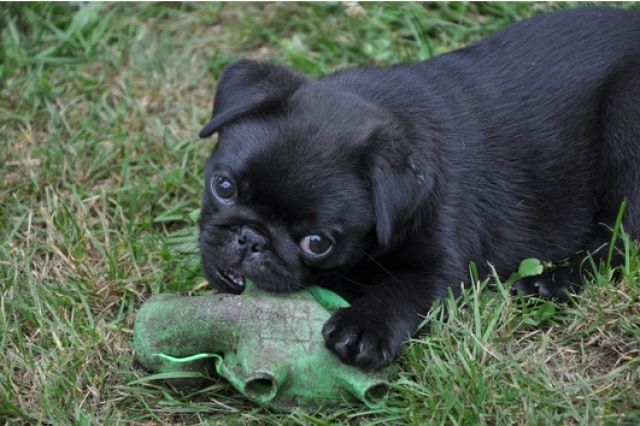    Mops Rüden beige und schwarz (VDH) - Rassehunde Mops - Gummersbach