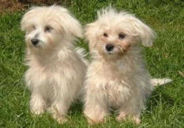 Kiki & Dora suchen ein neues Zuhause :) - Rassehunde Malteser - Neuss