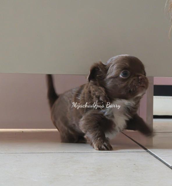 Chihuahuawelpen in lang & kurzhaar - Rassehunde Chihuahua - Gronau