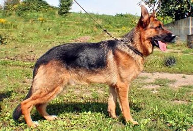 Top Schäferhund Rüde, 11 Monate - Rassehunde Schaeferhund - Frohburg