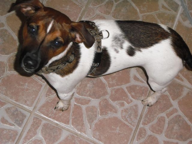 Diego, Jack-Russel-Terrier, 1 Jahr alt - Rassehunde Beagle - Königsberg