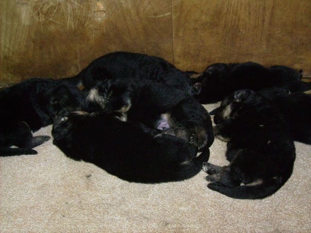 Super Schäferhundwelpen abzugeben! - Rassehunde Schaeferhund - Oelsnitz/E.