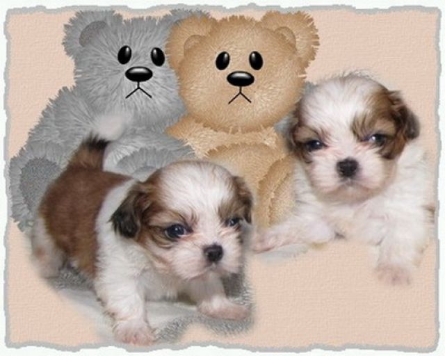 Shih Tzu Schoßhündchen - Rassehunde Shih Tzu - feldatal