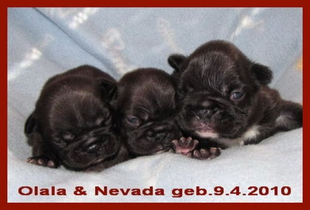 Sehr Typvolle Französische Bulldoggen Welpen - Rassehunde Franzoesische Bulldogge - Ulrichstein