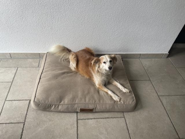Hundedame Emily sucht neues zu Hause  - Mischlinge - Ehingen 