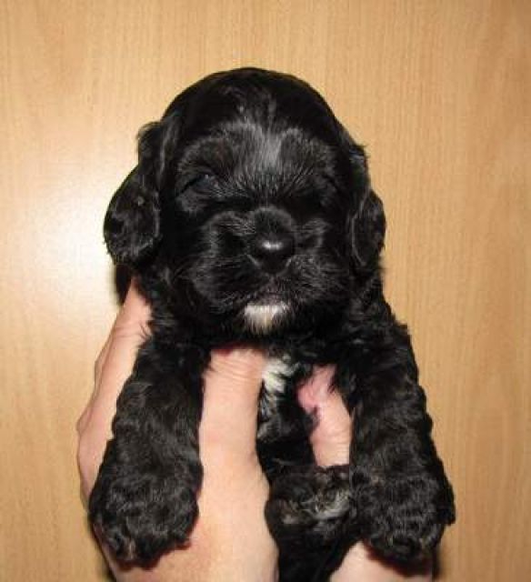 Cockerpoo........ - Mischlinge - romrod