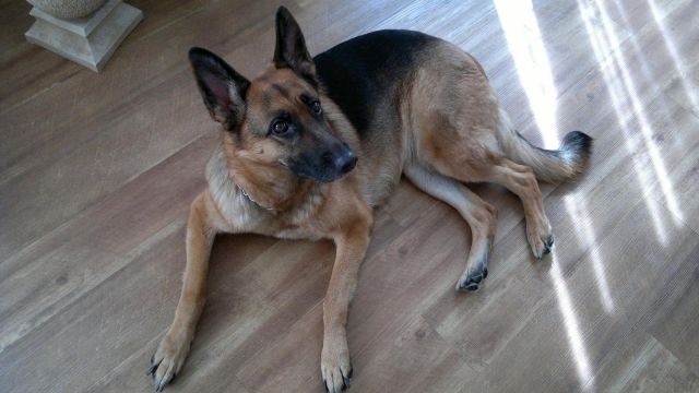 Schäferhund Weibchen zu verschenken - Rassehunde Schaeferhund - Herdorf