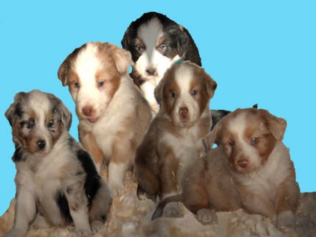 Noch 5 süße Australian Shepherd Welpen abzugeben - Rassehunde Australian Shepherd - laubach