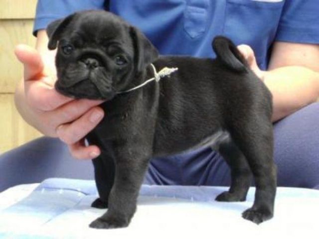 Sportliche Mops Welpen in weiss und silberweiss mit Ahnenpass - Rassehunde Mops - Kassel