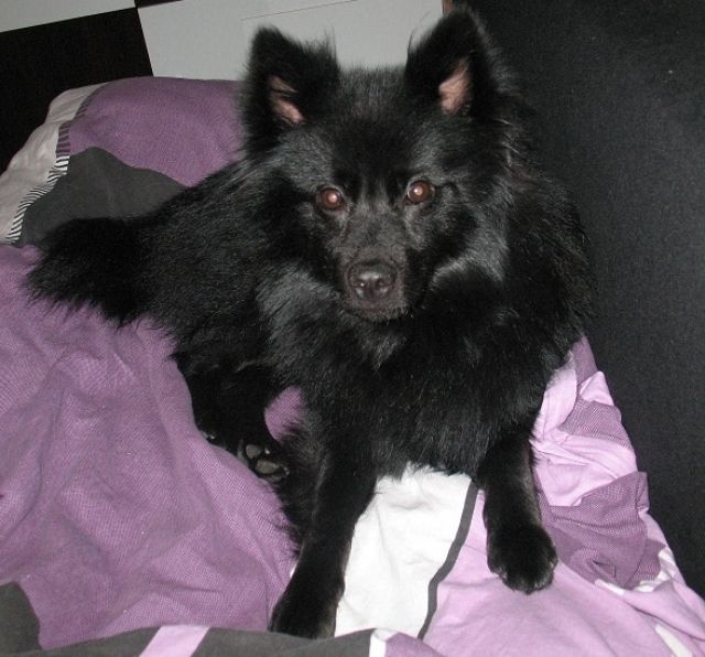 Kleiner Hund sucht dringend eine Bleibe für 3 Monate!!! - Hundesitter - Dresden