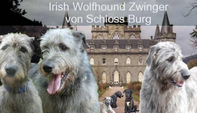 Aus einem tollen Wurf Irischer Wolfshunde nur noch 1 Mädchen abzugeben - Rassehunde Windhund - Remscheid