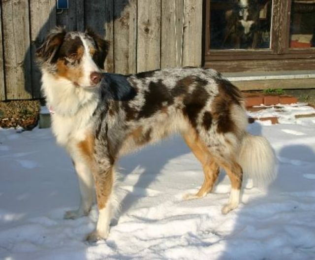 Australian Shepherd Welpen/Wurfmeldung - Rassehunde Australian Shepherd - Bad Essen