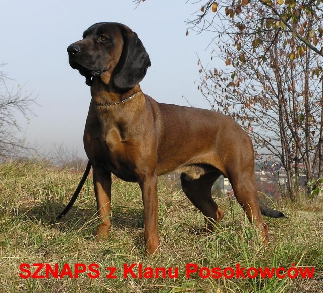 Bayerischer Gebirgsschweisshund - Rassehunde Bayerischer Gebirgsschweisshund - Wilkowiecko
