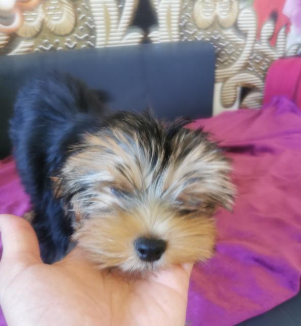 Yorkshire Terrier Welpen  - Rassehunde Terrier - Koeln 