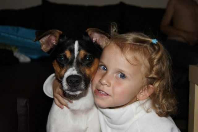 Liebevoller Jack Russel - Rassehunde Terrier - Gaildorf