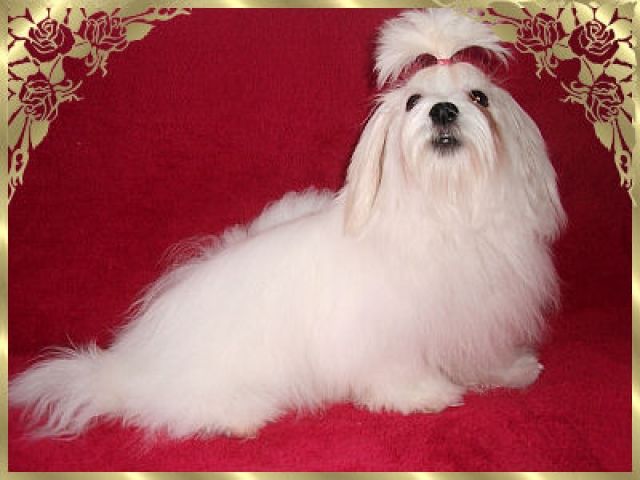 Niedliche Malteserwelpen - Rassehunde Malteser - stadtroda