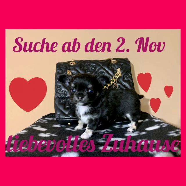 Süßer  kleiner Chihuahua Rüde - Rassehunde Chihuahua - Limburg