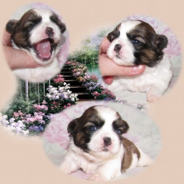 Süße Shih Tzu Welpen vom Züchter - Rassehunde Shih Tzu - gießen