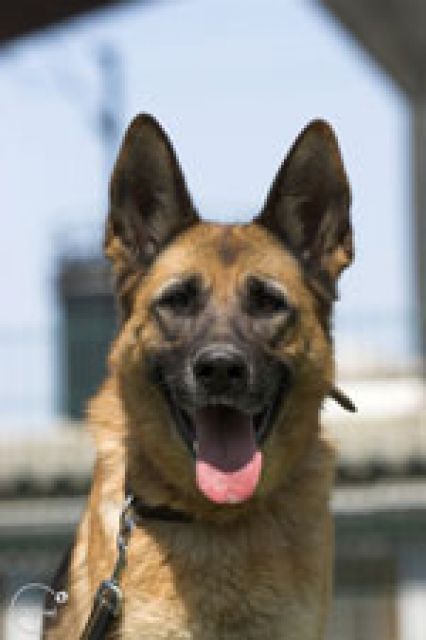 KIARA 5J dringend Pflegestelle/ Endstelle gsucht - Rassehunde Schaeferhund - Mainz