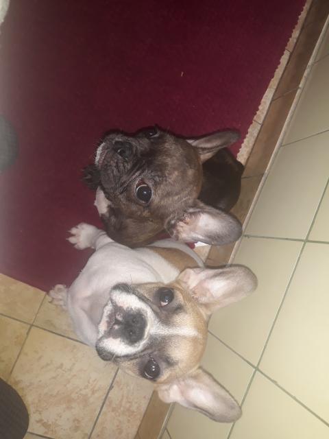 Französische bulldogge welpen - Rassehunde Bulldog - Landshut