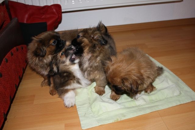 Reinrassige Pekinese Welpen - Rassehunde Pekinese - Bremerhaven