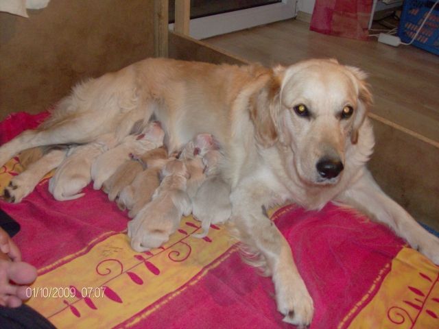 Süsse Golden Retriever Welpen suchen ein liebevolles Zuhause - Rassehunde Golden Retriever - berkenthin