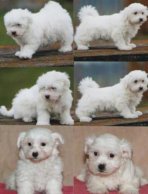 Malteser Welpen - Rassehunde Malteser - Uttendorf