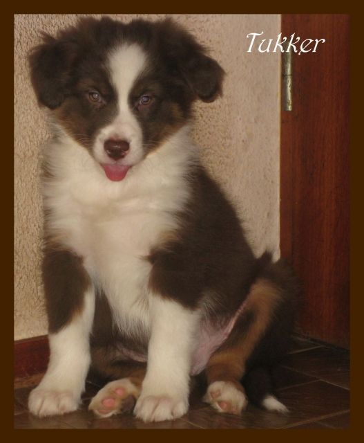 Bezaubernde Aussie Babys - Rassehunde Australian Shepherd - Koblenz