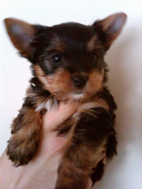 Yorkshire Terrier Welpen - Rassehunde Terrier - Mammelzen