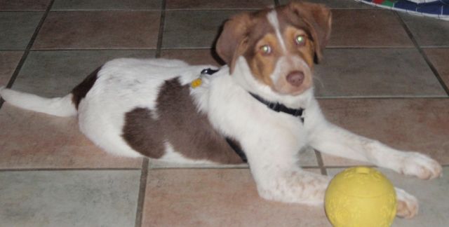Neues Zuhause gesucht für unseren Buddy, Labrador Australian Shepherd Mischling - Mischlinge - Köln