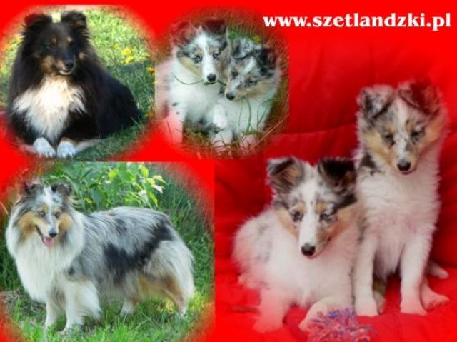 Welpen Sheltie 2 Hündinnen blue merle - Rassehunde Sheltie - Miedzyborow