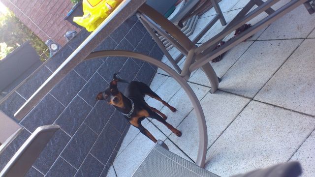 Zwergpinscher Deckrüde (KEIN VERKAUF) - Deckanzeigen - Baesweiler