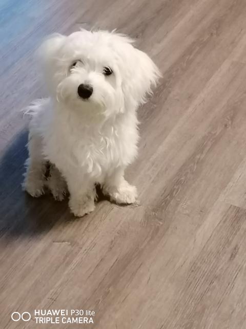 Deckrüde malteser /Maltipoo  - Deckanzeigen - Barßel