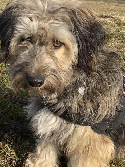 Hunde Betreuung  - Hundesitter - Nordhorn